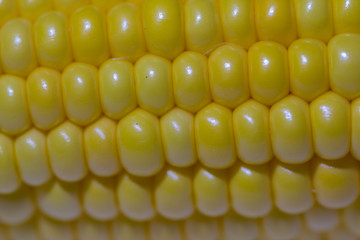 Closeup of ear of corn