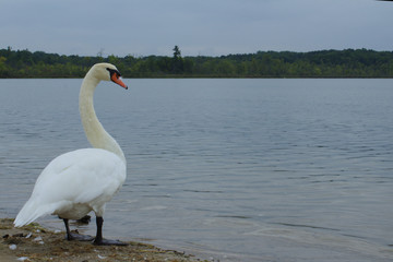 Lone White Mute Swan Standing on a Dingy Beach with Forest Across Water Looking Curious