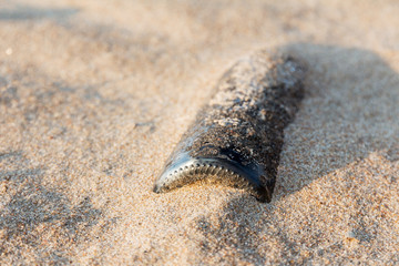 a brown glass bottle in the sand. litter on the beach