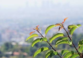 The tip of the young  leaves on smog background , Summer in CA USA.
