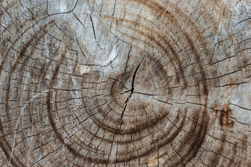 Naklejka premium Grunge old withered wooden texture