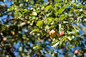 Apples on the branches of an apple tree. Autumn crop
