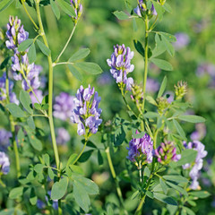 Blühende Luzerne, Medicago sativa