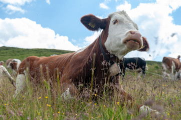 A Swiss red white cow, resing in a meadow in the Italian Dolomites. The Dolomites are part of the Italian Alps, seen here on a summer afternoon. Image taken near the Giau Pass