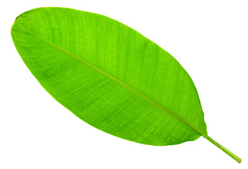 Fresh Banana Leaf isolated on white background.
