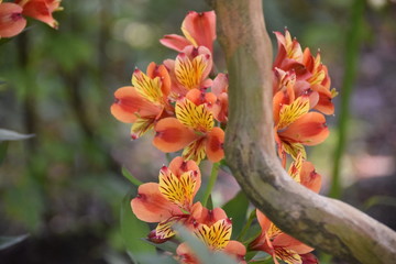 Lys des Incas Alstroemeria Inticancha Bryce 