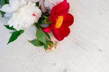 Blooming red and white peony flowers on white wooden background