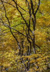 Fototapeta na wymiar Golden yellow maple leaves contrast with dark barren tree trunks during fall in Frontenac State Park along the Mississippi River in Minnesota USA
