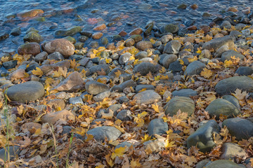 Fallen yellow leaves fill the spaces between rounded rocks lining the lake shore at Father Hennepin State Park in northern Minnesota