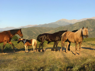 Fototapeta na wymiar beautiful gaflinger walks in the mountains with other horses at sunset