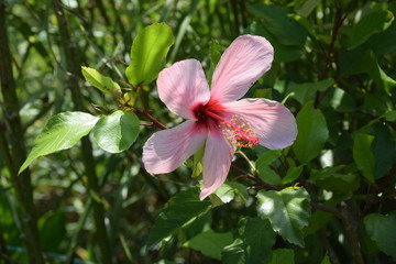 Hibiscus de Chine Fleur rosée