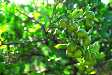 Branch of growing tangerines
