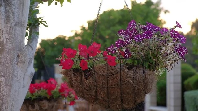 Closeup on the suspended pot with flowers shaking on wind. HD video