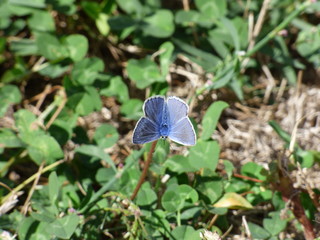 papillon bleu