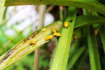 Yellow insect on green leaf