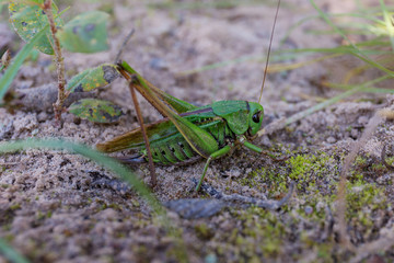 Fototapeta premium green grasshopper close up