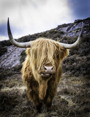 The Scottish Highland Bull close up and personal