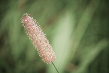 grass  at Chaiyaphum, Thailand.