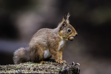 Naklejka na ściany i meble The ever alert Red Squirrel shot early on a Scottish morning