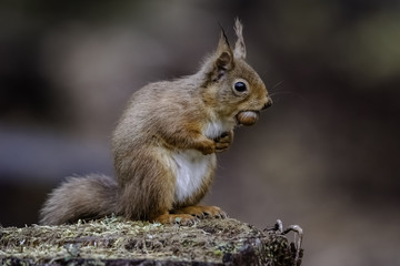 The Icon Red Squirrel having a Hazel Nut Breakfast