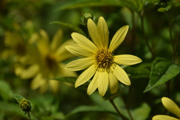 Fleur marguerite jaune  