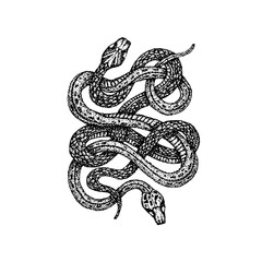 Naklejka premium Dotwork Two Snakes