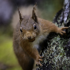 Naklejka na ściany i meble The Iconic Scottish Red Squirrel captured in Wester Ross