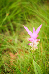 Pink Flower Field, siam tulip at Chaiyaphum, Thailand.