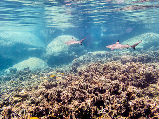 Underwater photos group of Blacktip Reef Shark or Carcharhinus Melanopterus is a sea fish with a black tips on its fins swimming above the coral reef at Ko Tao island in Thailand