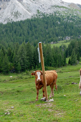 Fototapeta na wymiar Close-up of a Red-White Swiss Cow, scratching its back against a sign post in the Italian Alps on a moutain slope it the Sud Tirol region.