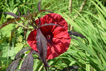 Hibiscus des marais rouge pourpre Fleur rouge