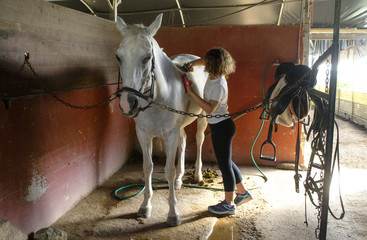 ragazzina che prepara un cavallo bianco nella stalla - obrazy, fototapety, plakaty