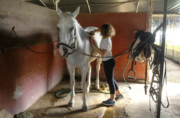 Fotobehang ragazzina che prepara un cavallo bianco nella stalla © asferico