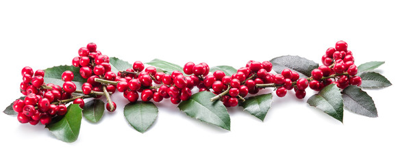 European Holly (Ilex) leaves and fruit on a white background.