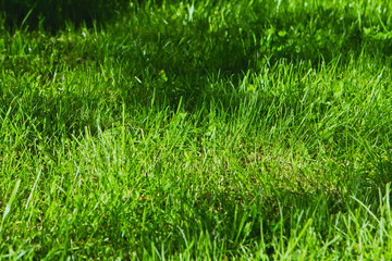 bright green grass background. summer texture pattern background.