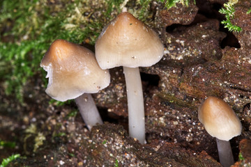 Common Ink Cap Coprinopsis atramentaria, woodland fungi grows in tufts from buried decaying wood