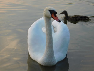 łabędź © Karol