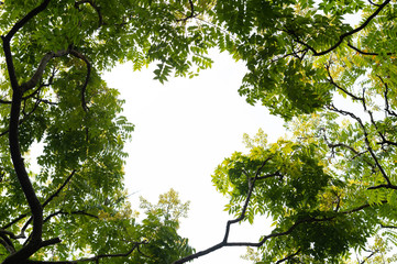 Top view with tree branch and blue sky