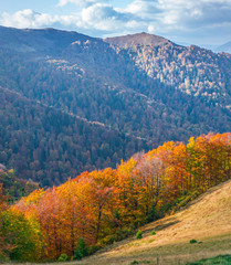 Colorful trees in the autumn mountains.