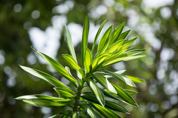 Obraz na płótnie Canvas Green leaf of Chlorophytum tree
