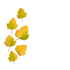 layout of autumn leaves on a white square background. Composition of yellow-green leaves