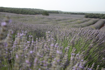 Obraz premium lavanda