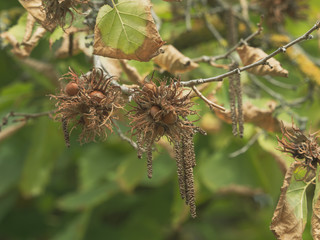 Corylus colurna. Fruits du noisetier de Byzance. Involucres contenant des noisettes à maturation