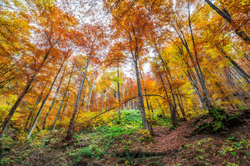 Colorful autumn forest in the mountain. Nature background.