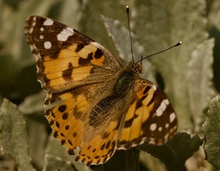 Painted Lady Taking a rest