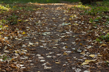 autumn seasonal park outdoor road with falling leaves 