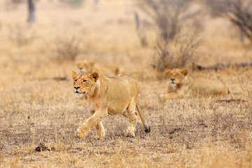The Southern lion (Panthera leo melanochaita) or Eastern-Southern African lion or Panthera leo kruegeri. The adult lioness is creeping to the prey, with other lions from the pack in the back.