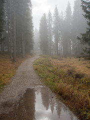 Wanderweg im nebligen Wald mit Wiese, Sexten, Italien