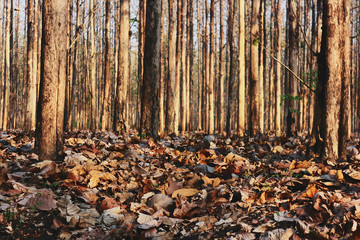forest in autumn