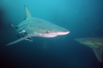 The blacktip shark (Carcharhinus limbatus), portrait in the ocean.